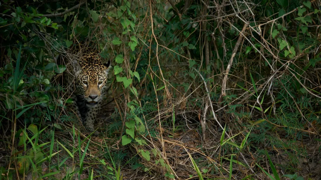 Humanos Ameaçam Mais de 5 Mil Espécies de Vertebrados, Revela Estudo