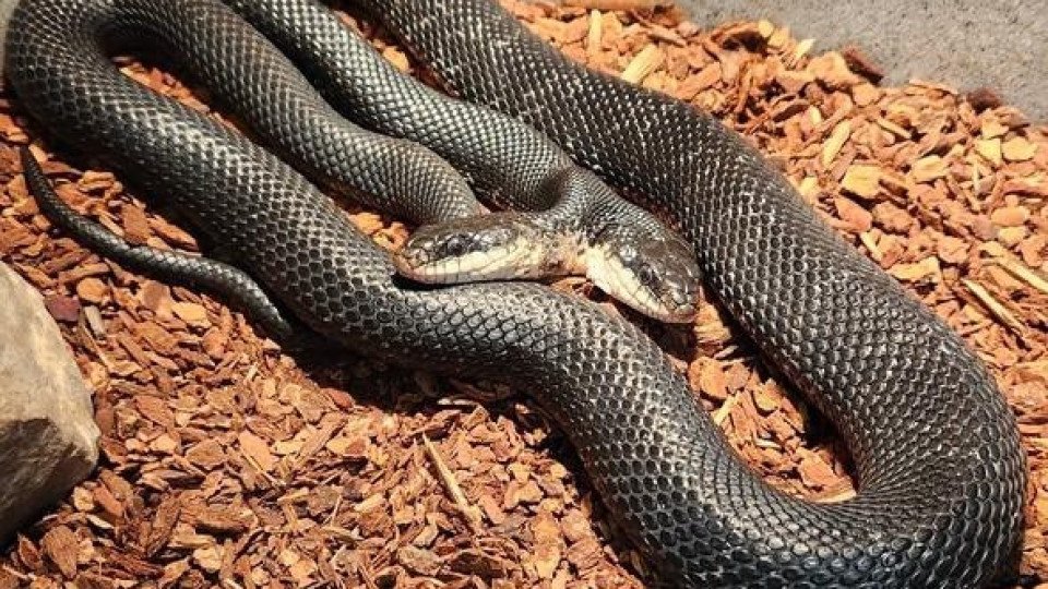 Cobra de Duas Cabeças é Nova Atração em Centro nos EUA